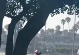 개주인들 싸움에 개들 반응