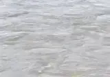 드론을 활용해서 고양이를 구하는 사람들.mp4