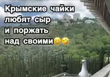 친구 착지 실패한거보고 빵터진 갈매기들 ㅋㅋㅋㅋ