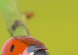 진딧물을 잡아먹는 무당벌레.mp4
