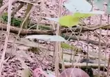 갑작스런 애널플에 깜짝 놀란 고라니군.mp4