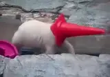 안전고깔이 맘에든 아기 북극곰
