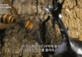 "크큭 나는 말벌이다. 몆마리만으로도 벌집을 박살낼수..."