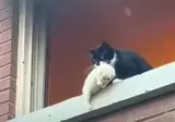 새끼 구하러 불길속에 뛰어든 고양이.jpgif