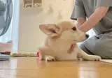 나도 해줘 고양이 .mp4
