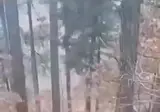 종을 뛰어넘은 개의 본능적인 행동.mp4
