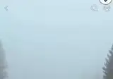 새벽 안개를 헤치는 아메리카 들소