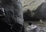 마쳐버린 어느 계곡 식당.mp4