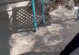 일식이 일어날 때 나뭇잎 그림자