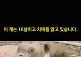 치매 강아지 돌보는 고양이.gif