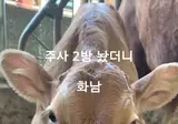 화가 많이 난 송아지