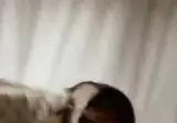 요상하게 점프하는 고양이