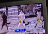 집에 가는 버스에서 틀어주는 새천년 건강체조하는 고양이
