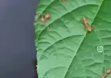 애벌레를 이용해서 나뭇잎 둥지를 만드는 베짜기 개미.mp4