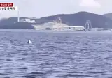 거제 앞바다에 범고래 출현.gif