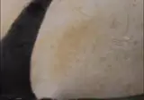 니가 물개라고 생각해보셈