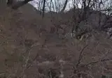산에서 멧돼지를 만나면 큰일나는 이유