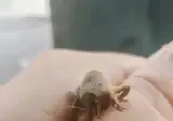 땅강아지: 뭐야?