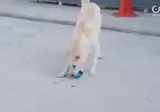 강아지한테 영역 표시 당한 아이돌 ㅋㅋㅋ