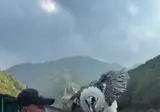 커다란 뼈를 통째로 삼켜도 멀쩡하다는 동물.mp4