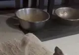 시... 싫어...!!!!!!!! 이렇게 사람처럼 거칠게