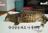 수의사도 처음보는 유형의 고양이