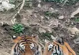 호랑이 부부가 살아가는 방식 🐯