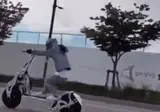 킥라니 최종 진화 형태