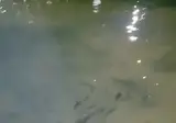 부산 생태계 근황