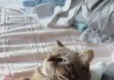 고양이 집사들은 공감하는 것