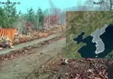 세계 최초로 포착된 백두산 호랑이 대가족.gif