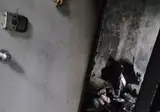 (긴급)개집왕 입니다